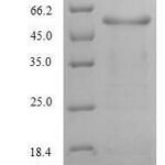 SDS-PAGE separation of QP6114 followed by commassie total protein stain results in a primary band consistent with reported data for Alanine aminotransferase 1. These data demonstrate Greater than 90% as determined by SDS-PAGE.