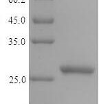 SDS-PAGE separation of QP6117 followed by commassie total protein stain results in a primary band consistent with reported data for Epididymal secretory glutathione peroxidase. These data demonstrate Greater than 90% as determined by SDS-PAGE.