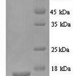 SDS-PAGE separation of QP6120 followed by commassie total protein stain results in a primary band consistent with reported data for Glutamate receptor 3. These data demonstrate Greater than 90% as determined by SDS-PAGE.