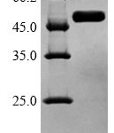 SDS-PAGE separation of QP6121 followed by commassie total protein stain results in a primary band consistent with reported data for GSK3B. These data demonstrate Greater than 90% as determined by SDS-PAGE.