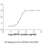 SEQUEST analysis of LC MS/MS spectra obtained from a run with QP6125 identified a match between this protein and the spectra of a peptide sequence that matches a region of Glutathione S-transferase kappa 1.