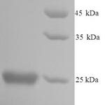 SDS-PAGE separation of QP6126 followed by commassie total protein stain results in a primary band consistent with reported data for Glutathione S-transferase P 1. These data demonstrate Greater than 90% as determined by SDS-PAGE.