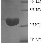 SDS-PAGE separation of QP6127 followed by commassie total protein stain results in a primary band consistent with reported data for Glutathione S-transferase P. These data demonstrate Greater than 90% as determined by SDS-PAGE.