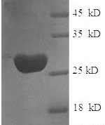 SDS-PAGE separation of QP6127 followed by commassie total protein stain results in a primary band consistent with reported data for Glutathione S-transferase P. These data demonstrate Greater than 90% as determined by SDS-PAGE.
