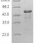 SDS-PAGE separation of QP6128 followed by commassie total protein stain results in a primary band consistent with reported data for GSTZ1. These data demonstrate Greater than 80% as determined by SDS-PAGE.