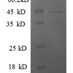 SDS-PAGE separation of QP6132 followed by commassie total protein stain results in a primary band consistent with reported data for General transcription factor IIF subunit 2. These data demonstrate Greater than 90% as determined by SDS-PAGE.