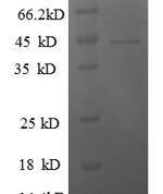 SDS-PAGE separation of QP6132 followed by commassie total protein stain results in a primary band consistent with reported data for General transcription factor IIF subunit 2. These data demonstrate Greater than 90% as determined by SDS-PAGE.