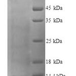 SDS-PAGE separation of QP6135 followed by commassie total protein stain results in a primary band consistent with reported data for Glycophorin A / CD235a. These data demonstrate Greater than 90% as determined by SDS-PAGE.