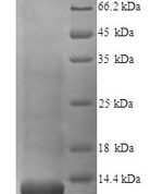 SDS-PAGE separation of QP6135 followed by commassie total protein stain results in a primary band consistent with reported data for Glycophorin A / CD235a. These data demonstrate Greater than 90% as determined by SDS-PAGE.