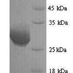 SDS-PAGE separation of QP6136 followed by commassie total protein stain results in a primary band consistent with reported data for Granzyme B / GZMB. These data demonstrate Greater than 90% as determined by SDS-PAGE.