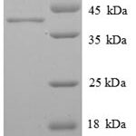 SDS-PAGE separation of QP6138 followed by commassie total protein stain results in a primary band consistent with reported data for Histone H2A.J. These data demonstrate Greater than 90% as determined by SDS-PAGE.