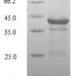 SDS-PAGE separation of QP6140 followed by commassie total protein stain results in a primary band consistent with reported data for Histone H2A.Z. These data demonstrate Greater than 80% as determined by SDS-PAGE.