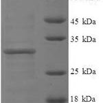 SDS-PAGE separation of QP6141 followed by commassie total protein stain results in a primary band consistent with reported data for Histone H3.3. These data demonstrate Greater than 90% as determined by SDS-PAGE.