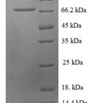 SDS-PAGE separation of QP6143 followed by commassie total protein stain results in a primary band consistent with reported data for Probable histidine--tRNA ligase