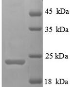 SDS-PAGE separation of QP6145 followed by commassie total protein stain results in a primary band consistent with reported data for TIM3. These data demonstrate Greater than 90% as determined by SDS-PAGE.