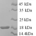 SDS-PAGE separation of QP6146 followed by commassie total protein stain results in a primary band consistent with reported data for Hemoglobin subunit alpha. These data demonstrate Greater than 80% as determined by SDS-PAGE.