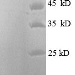 SDS-PAGE separation of QP6152 followed by commassie total protein stain results in a primary band consistent with reported data for HDAC3 / Histone deacetylase 3. These data demonstrate Greater than 90% as determined by SDS-PAGE.