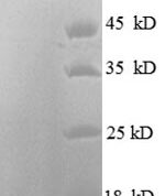 SDS-PAGE separation of QP6152 followed by commassie total protein stain results in a primary band consistent with reported data for HDAC3 / Histone deacetylase 3. These data demonstrate Greater than 90% as determined by SDS-PAGE.