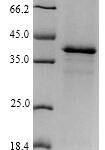 SDS-PAGE separation of QP6154 followed by commassie total protein stain results in a primary band consistent with reported data for Histone deacetylase 6. These data demonstrate Greater than 80% as determined by SDS-PAGE.