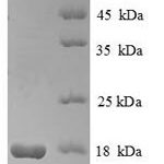 SDS-PAGE separation of QP6158 followed by commassie total protein stain results in a primary band consistent with reported data for Histone H2A type 1. These data demonstrate Greater than 90% as determined by SDS-PAGE.