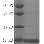 SDS-PAGE separation of QP6160 followed by commassie total protein stain results in a primary band consistent with reported data for Histone H2B type 1-M. These data demonstrate Greater than 90% as determined by SDS-PAGE.