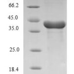 SDS-PAGE separation of QP6161 followed by commassie total protein stain results in a primary band consistent with reported data for Histone H3.1. These data demonstrate Greater than 80% as determined by SDS-PAGE.