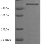 SDS-PAGE separation of QP6164 followed by commassie total protein stain results in a primary band consistent with reported data for Hexokinase-1. These data demonstrate Greater than 90% as determined by SDS-PAGE.