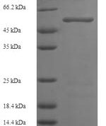 SDS-PAGE separation of QP6164 followed by commassie total protein stain results in a primary band consistent with reported data for Hexokinase-1. These data demonstrate Greater than 90% as determined by SDS-PAGE.