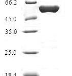 SDS-PAGE separation of QP6168 followed by commassie total protein stain results in a primary band consistent with reported data for Hydroxymethylglutaryl-CoA lyase