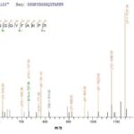 SEQUEST analysis of LC MS/MS spectra obtained from a run with QP6173 identified a match between this protein and the spectra of a peptide sequence that matches a region of Heterogeneous nuclear ribonucleoprotein A1.