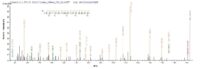 SEQUEST analysis of LC MS/MS spectra obtained from a run with QP6173 identified a match between this protein and the spectra of a peptide sequence that matches a region of Heterogeneous nuclear ribonucleoprotein A1.