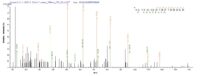 Additional SEQUEST analysis of the LC MS/MS spectra from QP6173 identified an additional between this protein and the spectra of another peptide sequence that matches a region of Heterogeneous nuclear ribonucleoprotein A1 confirming successful recombinant synthesis.