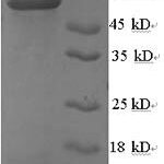 SDS-PAGE separation of QP6174 followed by commassie total protein stain results in a primary band consistent with reported data for Heterogeneous nuclear ribonucleoproteins A2 / B1. These data demonstrate Greater than 80% as determined by SDS-PAGE.