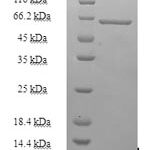 SDS-PAGE separation of QP6175 followed by commassie total protein stain results in a primary band consistent with reported data for Heterogeneous nuclear ribonucleoprotein H. These data demonstrate Greater than 90% as determined by SDS-PAGE.