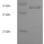 SDS-PAGE separation of QP6176 followed by commassie total protein stain results in a primary band consistent with reported data for Heterogeneous nuclear ribonucleoprotein L. These data demonstrate Greater than 90% as determined by SDS-PAGE.