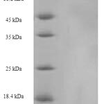 SDS-PAGE separation of QP6177 followed by commassie total protein stain results in a primary band consistent with reported data for Heterogeneous nuclear ribonucleoprotein L. These data demonstrate Greater than 90% as determined by SDS-PAGE.