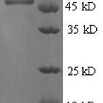 SDS-PAGE separation of QP6179 followed by commassie total protein stain results in a primary band consistent with reported data for 4-hydroxyphenylpyruvate dioxygenase. These data demonstrate Greater than 90% as determined by SDS-PAGE.