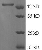 SDS-PAGE separation of QP6179 followed by commassie total protein stain results in a primary band consistent with reported data for 4-hydroxyphenylpyruvate dioxygenase. These data demonstrate Greater than 90% as determined by SDS-PAGE.
