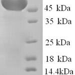 SDS-PAGE separation of QP6180 followed by commassie total protein stain results in a primary band consistent with reported data for Hemopexin / HPX. These data demonstrate Greater than 90% as determined by SDS-PAGE.