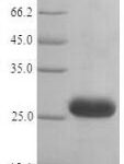 SDS-PAGE separation of QP6181 followed by commassie total protein stain results in a primary band consistent with reported data for Histamine H1 receptor. These data demonstrate Greater than 90% as determined by SDS-PAGE.