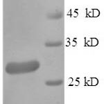 SDS-PAGE separation of QP6184 followed by commassie total protein stain results in a primary band consistent with reported data for HSP90AA1 / HSP90. These data demonstrate Greater than 90% as determined by SDS-PAGE.