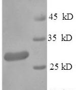 SDS-PAGE separation of QP6184 followed by commassie total protein stain results in a primary band consistent with reported data for HSP90AA1 / HSP90. These data demonstrate Greater than 90% as determined by SDS-PAGE.
