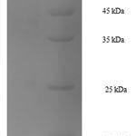 SDS-PAGE separation of QP6185 followed by commassie total protein stain results in a primary band consistent with reported data for HSP70 / HSPA1A. These data demonstrate Greater than 90% as determined by SDS-PAGE.