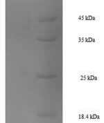 SDS-PAGE separation of QP6185 followed by commassie total protein stain results in a primary band consistent with reported data for HSP70 / HSPA1A. These data demonstrate Greater than 90% as determined by SDS-PAGE.