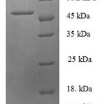 SDS-PAGE separation of QP6186 followed by commassie total protein stain results in a primary band consistent with reported data for Checkpoint protein HUS1. These data demonstrate Greater than 90% as determined by SDS-PAGE.