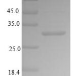 SDS-PAGE separation of QP6187 followed by commassie total protein stain results in a primary band consistent with reported data for Bone sialoprotein 2. These data demonstrate Greater than 80% as determined by SDS-PAGE.