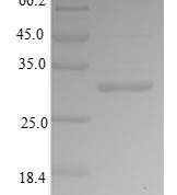 SDS-PAGE separation of QP6187 followed by commassie total protein stain results in a primary band consistent with reported data for Bone sialoprotein 2. These data demonstrate Greater than 80% as determined by SDS-PAGE.