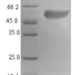 SDS-PAGE separation of QP6189 followed by commassie total protein stain results in a primary band consistent with reported data for Islet cell autoantigen 1. These data demonstrate Greater than 90% as determined by SDS-PAGE.