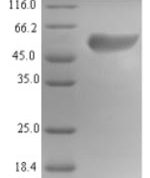 SDS-PAGE separation of QP6189 followed by commassie total protein stain results in a primary band consistent with reported data for Islet cell autoantigen 1. These data demonstrate Greater than 90% as determined by SDS-PAGE.