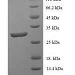 SDS-PAGE separation of QP6190 followed by commassie total protein stain results in a primary band consistent with reported data for DNA-binding protein inhibitor ID-1. These data demonstrate Greater than 90% as determined by SDS-PAGE.